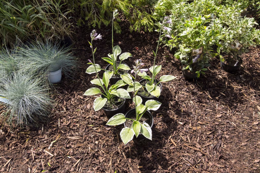 A fresh layer of black mulch is applied to a garden bed. The green of the grass contrasts nicely with the black mulch. Check out SO Lawn Care’s mulching services in Roanoke, VA