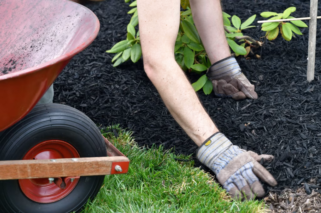 A fresh layer of black mulch is applied to a garden bed. The green of the grass contrasts nicely with the black mulch. Check out SO Lawn Care’s mulching services in Roanoke, VA