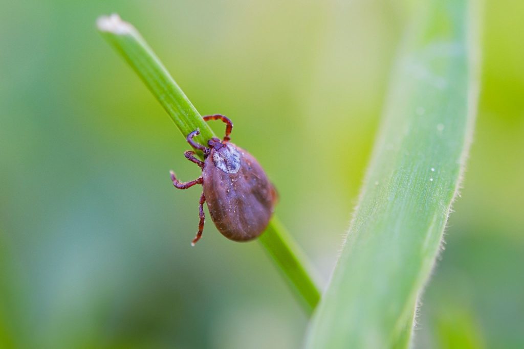  Cut your grass short to prevent ticks--spring lawn care Roanoke VA