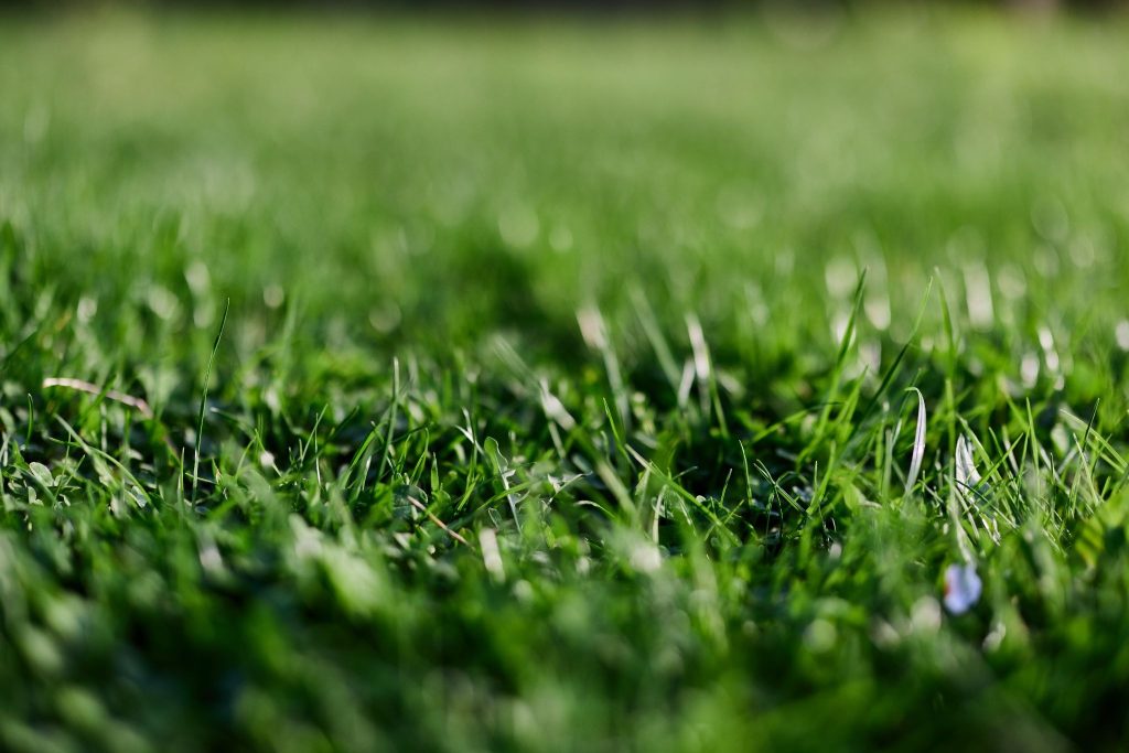 Enjoy a beautiful lawn all year round--spring lawn care Roanoke VA